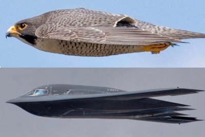 Peregrine Falcon &amp; B2 Bomber