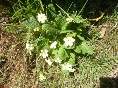 Falcon Original<br />Looks like either my photography or the sun has bleached the primrose yellow out of the flowers!