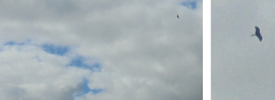 Spot the Red Kite
