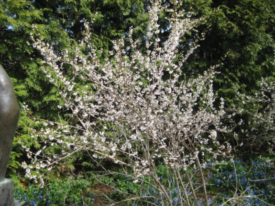 White Forsythia - Rotary Botanical Gardens