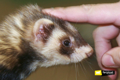 macchia-pelo-furetto-caratteristiche.jpg