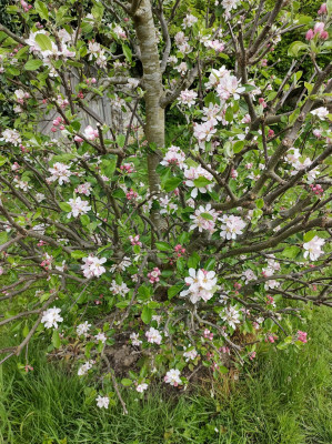 Apple Blossom - own work