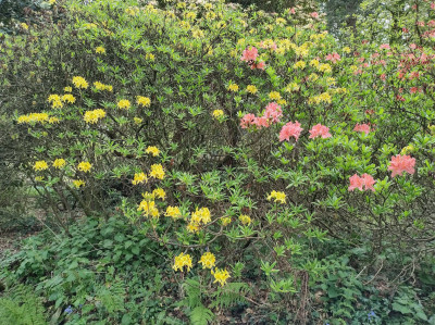Azaleas - own work