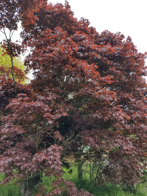 A Acer - own work