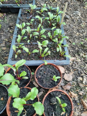 Beetroot seedlings - own work