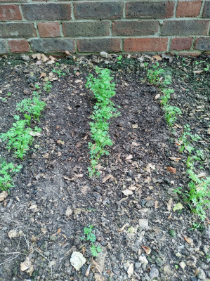 Some carrots - own work