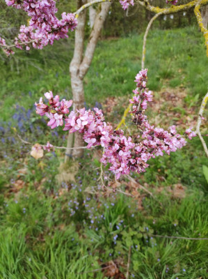 An Cercis - own work