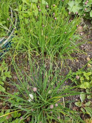 Some Chives - own work