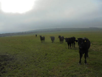 Cattle