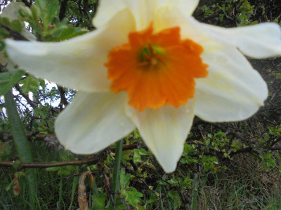 Last of the Spring Daffs.
