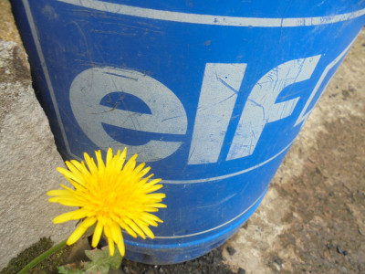 the dandelion and the drum.