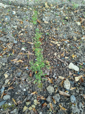 Some itty bitty Dill - own work