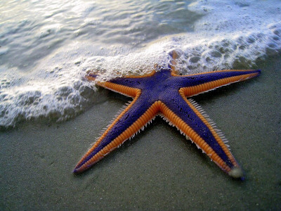 Purple_and_Orange_Starfish_on_the_Beach_(2884079538).jpg