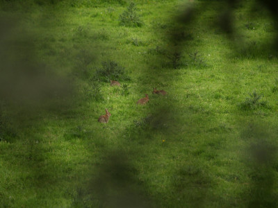 More bugs
