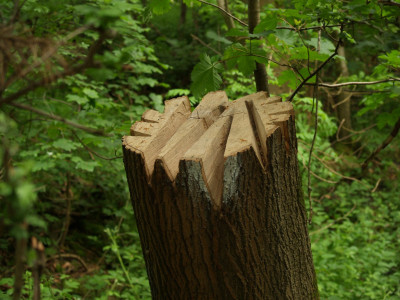 Woodcutters nightmare