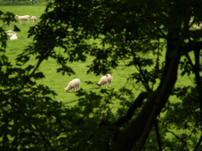 Baaaa