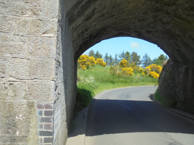 Falcon Original,  <br />Never seen Broom in such a profusion of colour<br />on that bankside trough the bridge