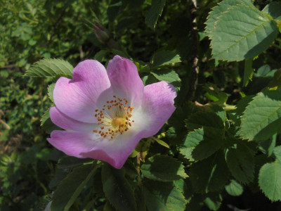 Rosa rubiginosa