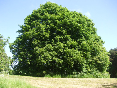 DSCF3773.JPG