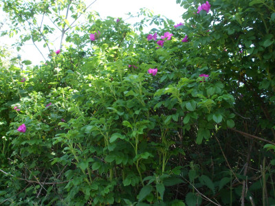 DSCF3778.JPG
