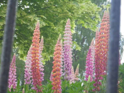 Lupins Behind Bars