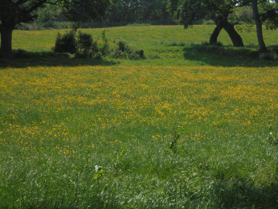 Buttercups dominating, but just a hint in other fields that the poppies in the field photographing season is almost upon us.