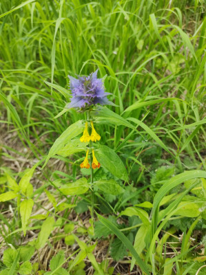 Odd plant - own work
