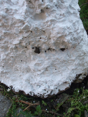 DSCF3822.JPG