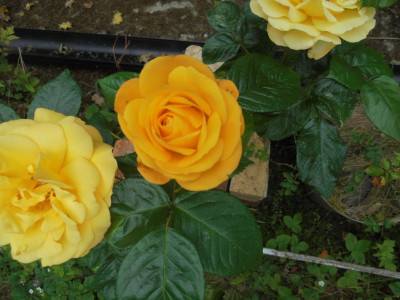 Arthur Bell's Blooming