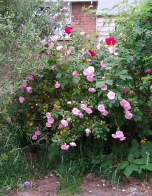 pinks.JPG