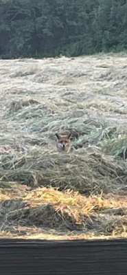 Fox in field.jpg