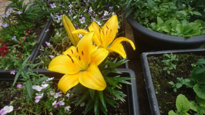 MTM Original - The new lily