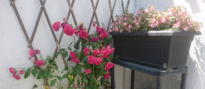 MTM Original - The climbing rose
