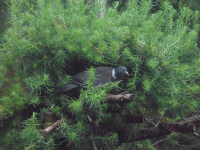 Falcon Original<br />Nest building in a bushy Larch<br />June 28th 2023