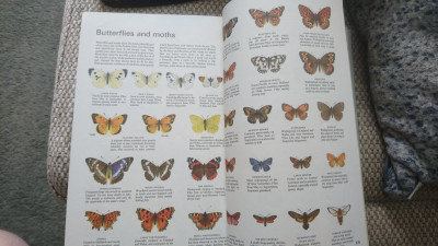 Butterflies - just these