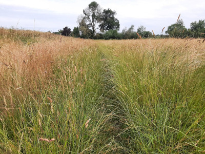 bfgrass2.jpg