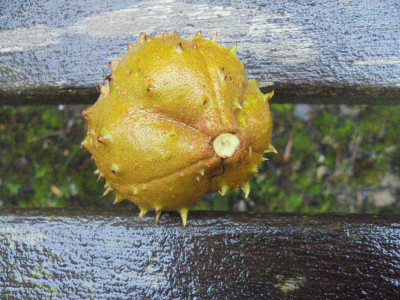 Falcon Original<br />conker on a damp bench