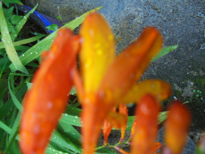 Falcon Original<br />Out of focus but Orange<br />Escaped Crocosmia now domesticated