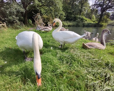Some swans earlier today - own work