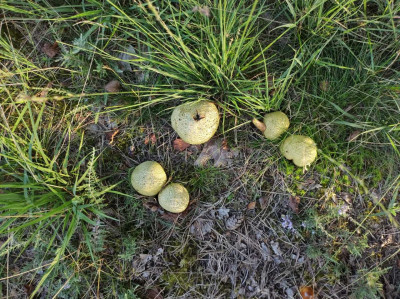 Probably puffballs - own work