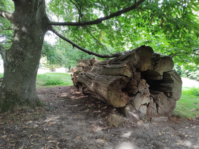 Firewood in waiting - own work