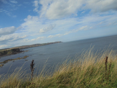 Proper Scotland  Spot the Gannet