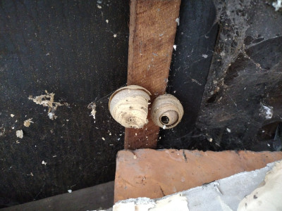 A nest, but for what? Wasp I guess
