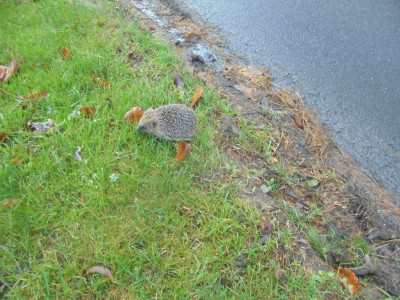 Why did the hedgehog cross the road?