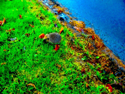 Why did the hedgehog cross the road?<br />The grass is always greener on the other side!