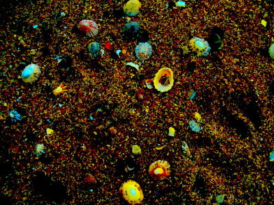 sand and shells.jpg
