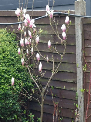 The magnolia is coming to life!