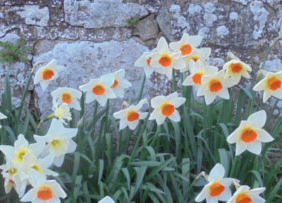 Wall and Flowers 1
