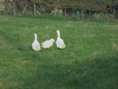 A small gaggle