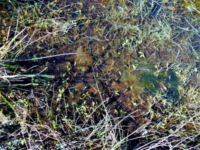 Two Clumps in a muddy puddle